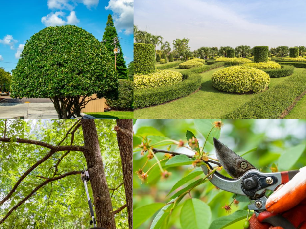 Tree and Shrub Trimming